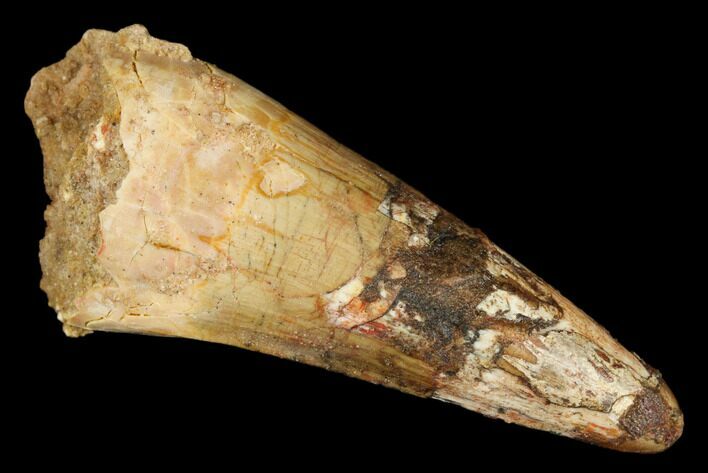 Cretaceous Fossil Crocodile Tooth - Morocco #185377